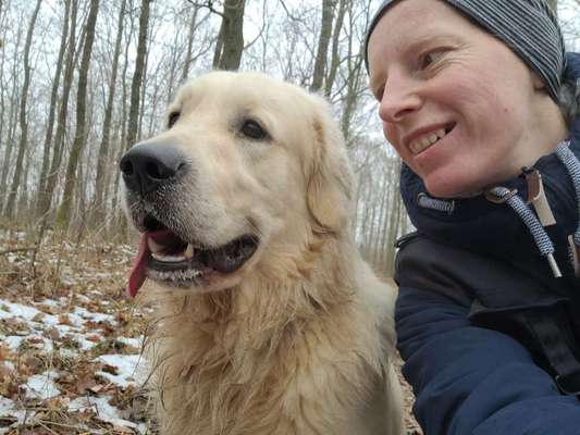Wo sind die Golden Retriever Liebhaber?-Beitrag-Bild