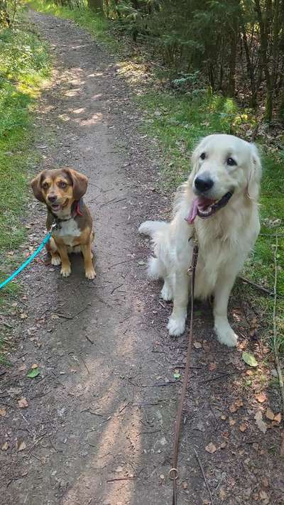 Wo sind die Golden Retriever Liebhaber?-Beitrag-Bild