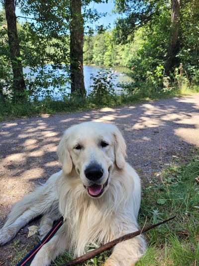 Wo sind die Golden Retriever Liebhaber?-Beitrag-Bild