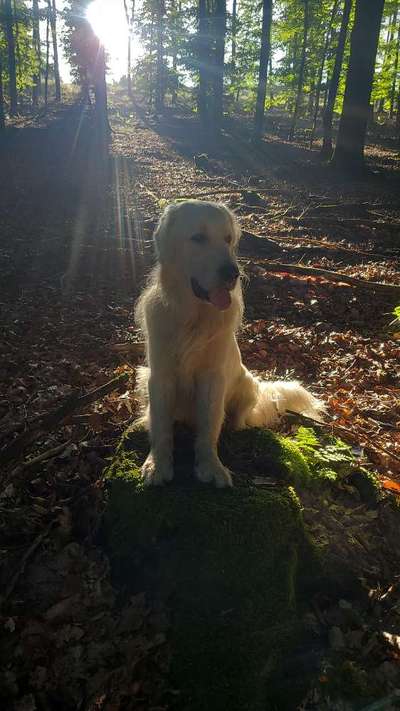 Wo sind die Golden Retriever Liebhaber?-Beitrag-Bild