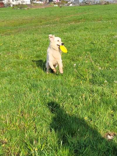 Wo sind die Golden Retriever Liebhaber?-Beitrag-Bild