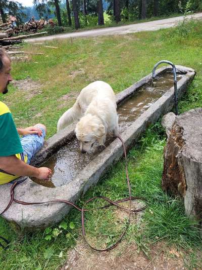 Wo sind die Golden Retriever Liebhaber?-Beitrag-Bild