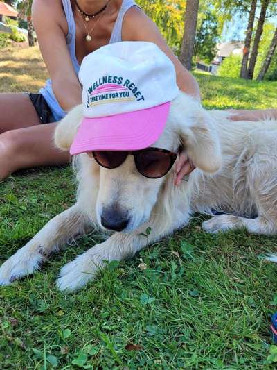 Wo sind die Golden Retriever Liebhaber?-Beitrag-Bild