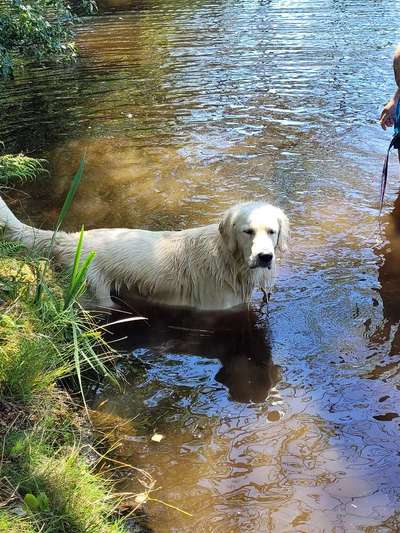 Wo sind die Golden Retriever Liebhaber?-Beitrag-Bild
