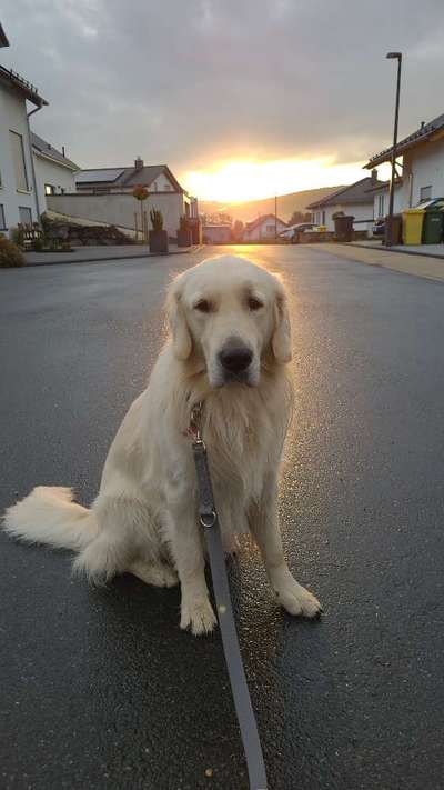 Wo sind die Golden Retriever Liebhaber?-Beitrag-Bild
