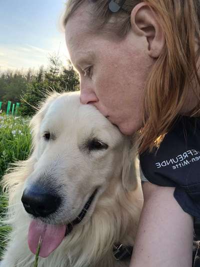 Wo sind die Golden Retriever Liebhaber?-Beitrag-Bild