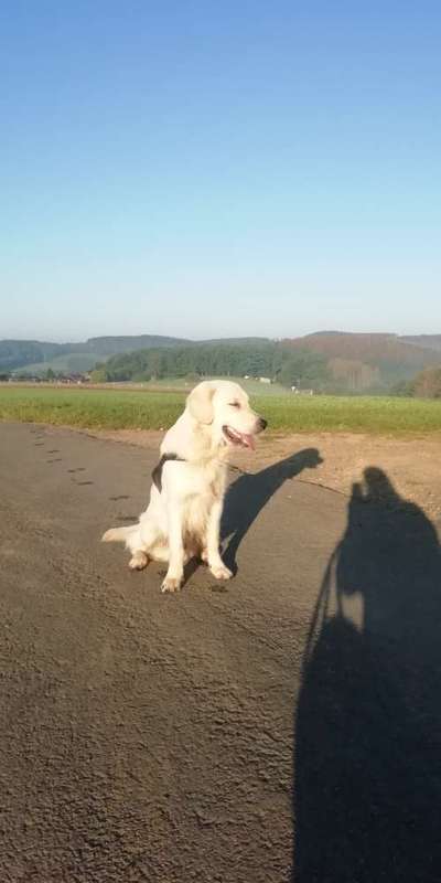 Wo sind die Golden Retriever Liebhaber?-Beitrag-Bild