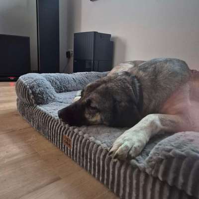 Hundetreffen-Gassi gehen / Toben-Bild
