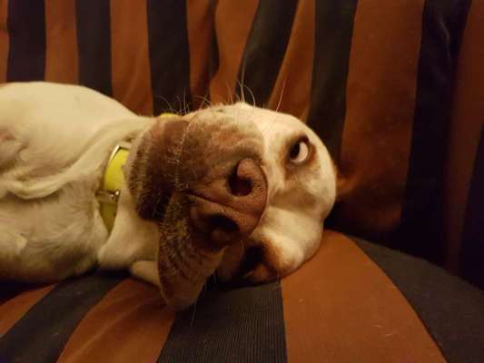 Zeige das lustigste Bild eures Hundis-Beitrag-Bild