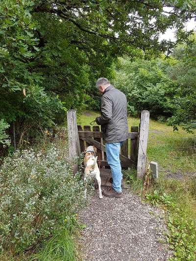 Urlaub mit Hund in Dänemark-Beitrag-Bild