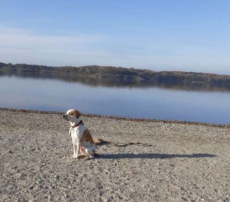 Pointerliebhaber-Beitrag-Bild