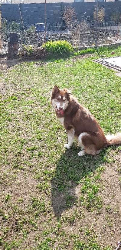 Nordische Hunde-Beitrag-Bild