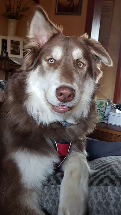 Nordische Hunde-Beitrag-Bild