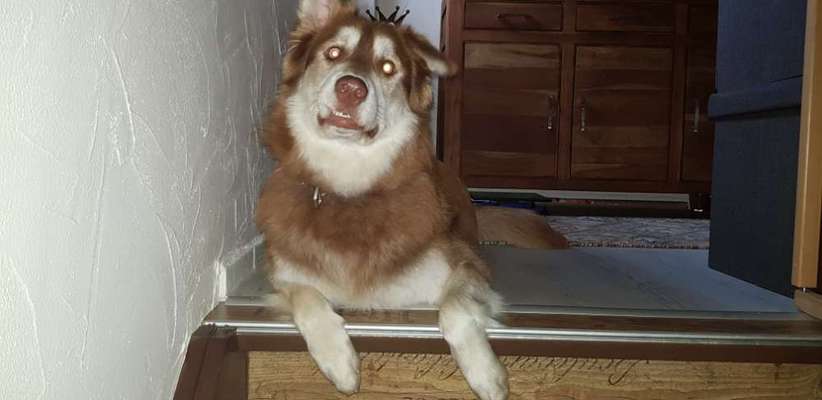 Nordische Hunde-Beitrag-Bild