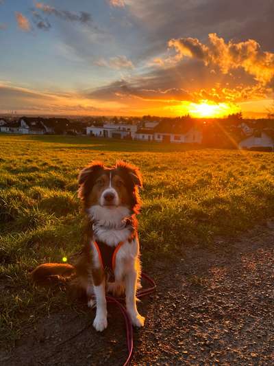 Hundetreffen-Gassi & Spielen-Bild