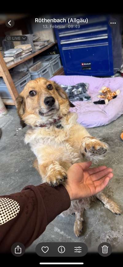 Hundetreffen-Neuer Freund für Maylo 🐕 🐩 🐶🦴-Bild