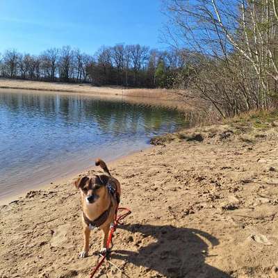 Hundetreffen-Spaziergang/toben in Dötlingen-Bild