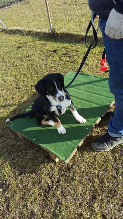 Appenzeller Sennenhunde-Beitrag-Bild