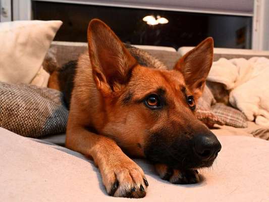 Warum liebst du deinen Hund?-Beitrag-Bild