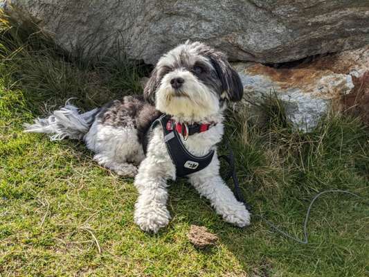 Havaneser dabei?:)-Beitrag-Bild