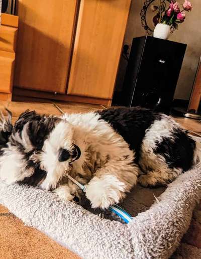 Lustigsten Bilder-Beitrag-Bild