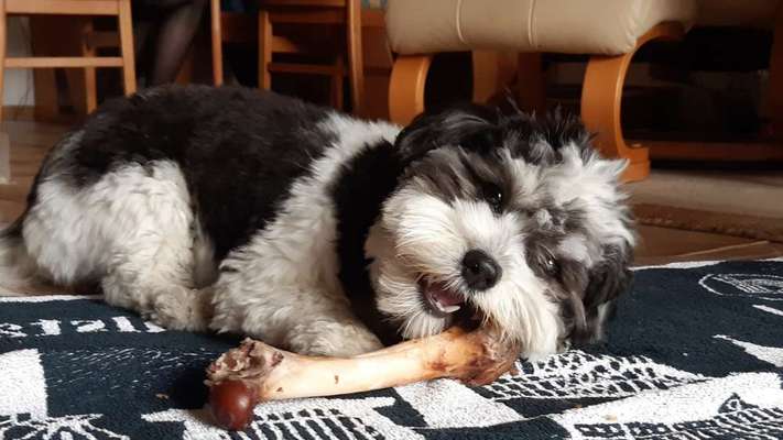 Fotosammlung: ,,Der natürliche Hund" Unbearbeitet, ungestellt und in Natura-Beitrag-Bild