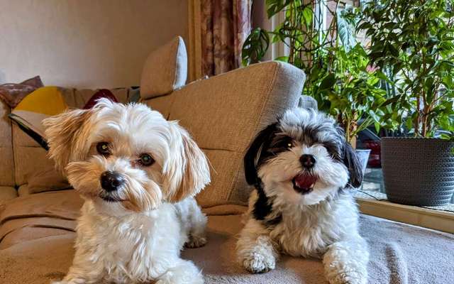 Havaneser dabei?:)-Beitrag-Bild