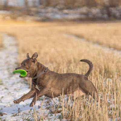 Hundetreffen-Kennenlernen & Social Walk-Bild