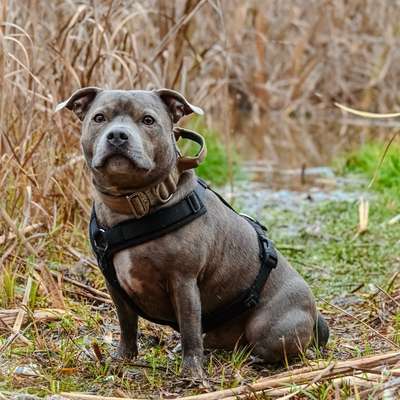 Hundetreffen-Kennenlernen & Social Walk-Bild
