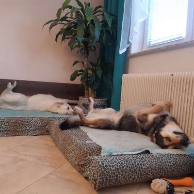 Hundetreffen-Sandro sucht Spielgefährten. Auf unserem 2000qm Garten möglich.-Bild