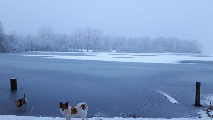 Die Dogorama Kalender Challenge Teil 2/4-Beitrag-Bild