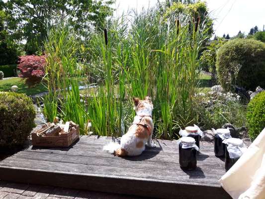 Die Dogorama Monats Challenge "Es grünt und blüht"-Beitrag-Bild