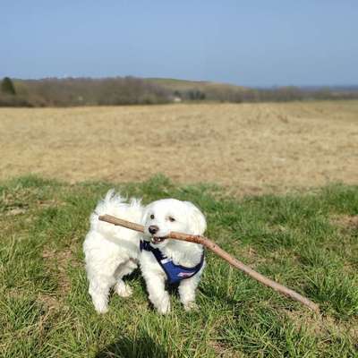 Hundetreffen-Spielkameraden gesucht-Bild