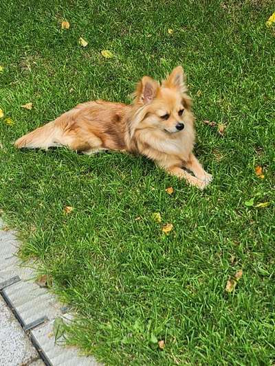 Unsere Fellnasen-Vielfalt im Überblick!-Beitrag-Bild