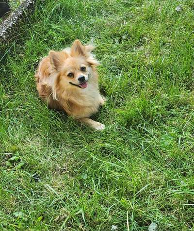 Unsere Fellnasen-Vielfalt im Überblick!-Beitrag-Bild