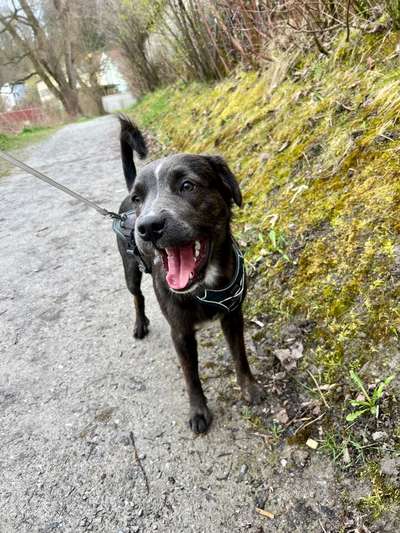 Hundetreffen-Junghund Treffen am Inn in Wasserburg am Inn-Bild