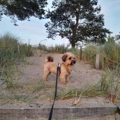 Hundetreffen-Gemeinsame Gassirunden-Bild