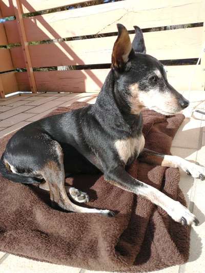 Wo sind die Zwergpinscher?-Beitrag-Bild