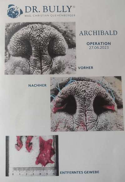 Brachycephale Hunderassen-Beitrag-Bild