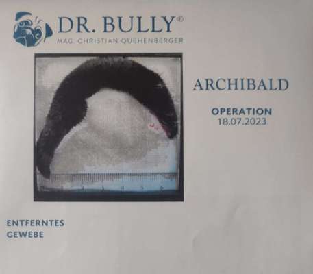 Brachycephale Hunderassen-Beitrag-Bild