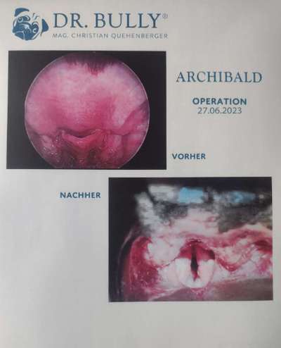 Brachycephale Hunderassen-Beitrag-Bild