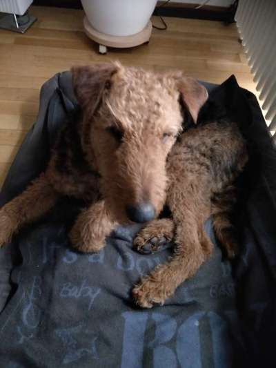 Airedale Terrier-Beitrag-Bild