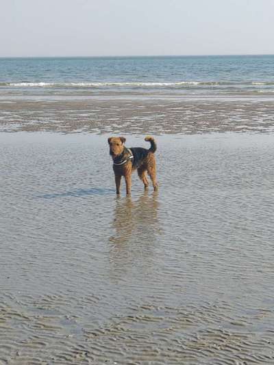 Airedale Terrier-Beitrag-Bild