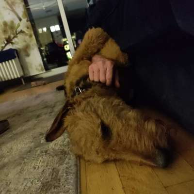 Welchen Hund hast du?-Beitrag-Bild