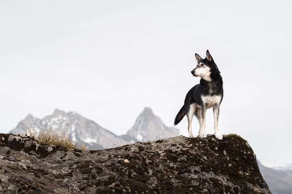 Dogorama Photo Challenge - Steine/Felsen-Beitrag-Bild