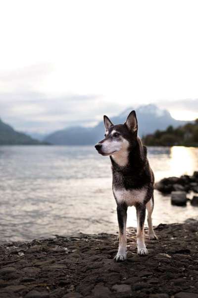 Fotochallenge Nr. 56 - geliebte Senioren-Beitrag-Bild