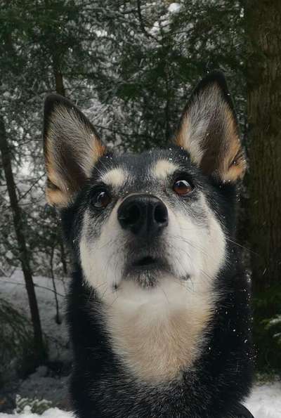 Dogorama Photo Challenge - Hundeblick zum hinschmelzen-Beitrag-Bild