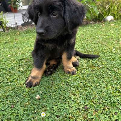 Hundetreffen-Welpentreffen für große Hunde-Bild