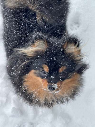 CHALLENGE NR. 19 - Der Hundeblick-Beitrag-Bild