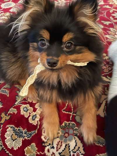 CHALLENGE NR. 19 - Der Hundeblick-Beitrag-Bild